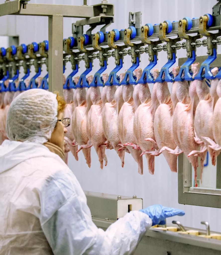 ỨNG DỤNG BƠM CHÂN KHÔNG TRONG CHẾ BIẾN GIA CẦM